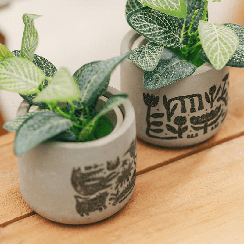 Engraved pots with plants
