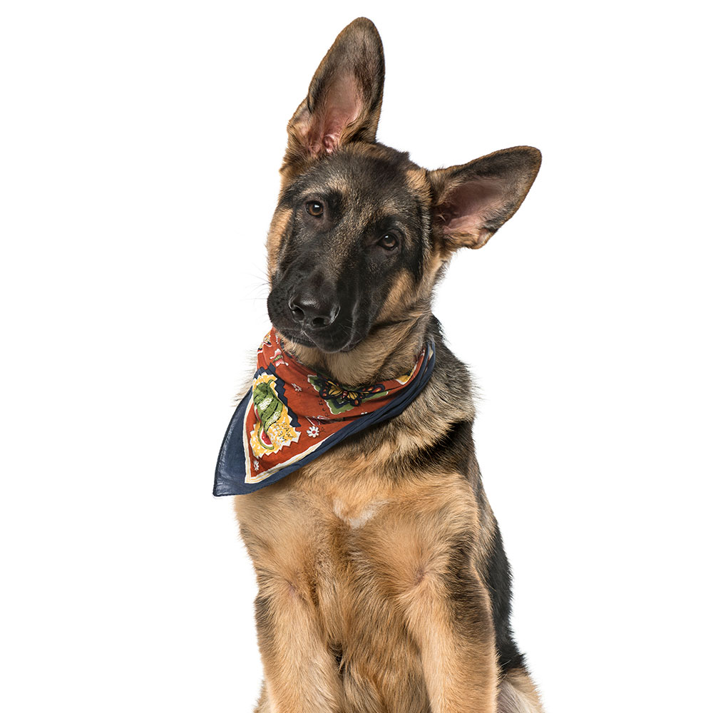 Dog wearing bandana scarf