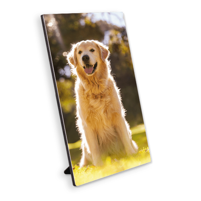 Photo panel with image of dog