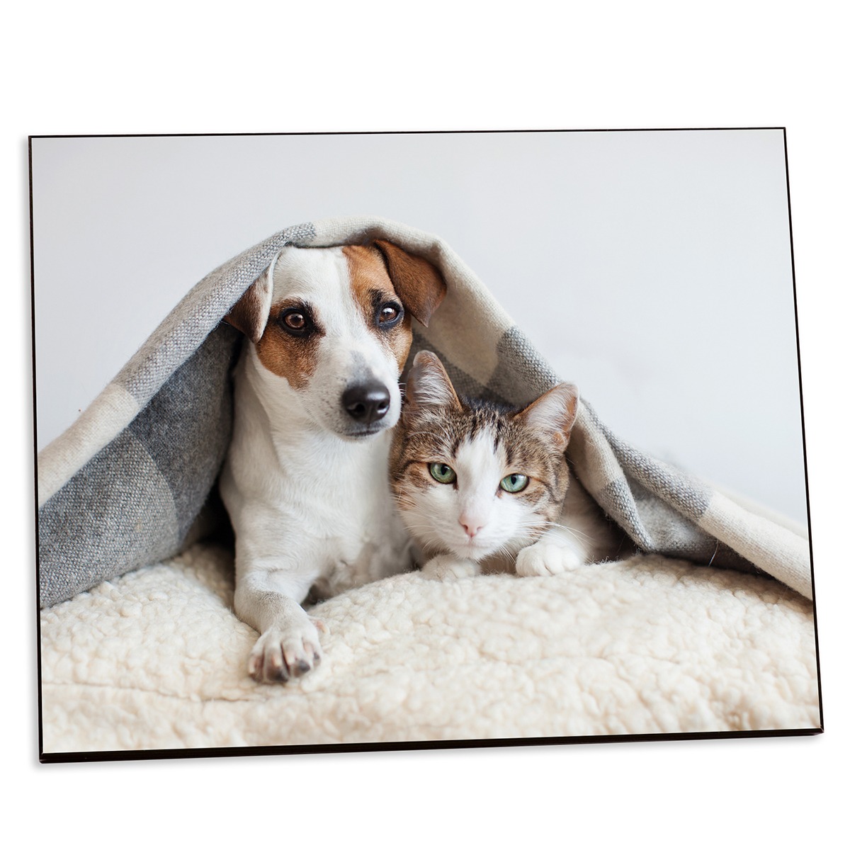 picture of dog and cat under a blanket