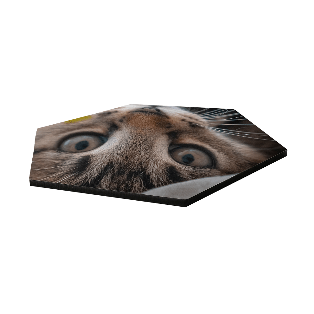 Hexagon Hardboard Wall Tile printed with a cat